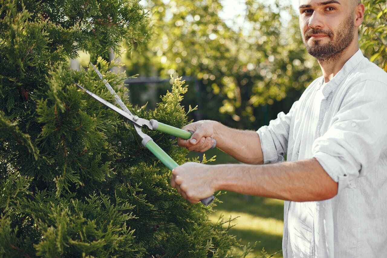 Tree Branch Trimming